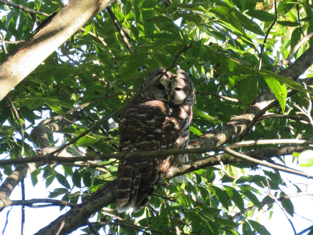 Barred Owl - ML20135441