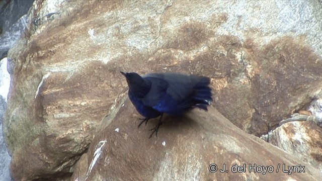 Тайваньская синяя птица - ML201354501