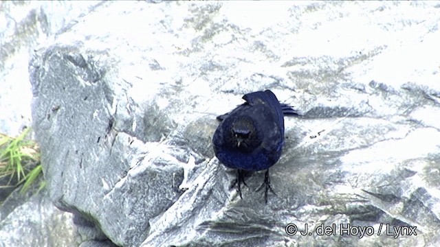 Тайваньская синяя птица - ML201354511
