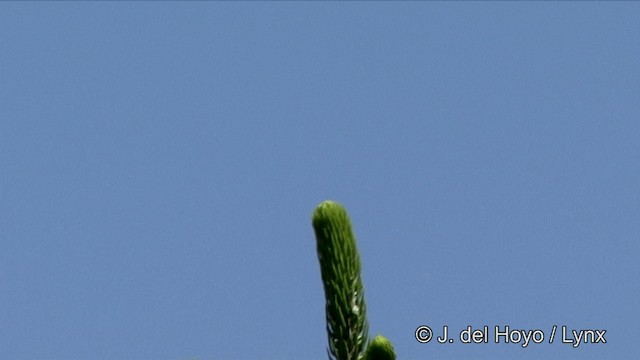 ťuhýk hnědý (ssp. lucionensis) - ML201354641