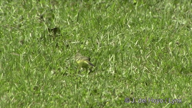 Берингийская жёлтая трясогузка (Зеленоголовая) - ML201354701