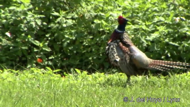 Ring-necked Pheasant - ML201354721
