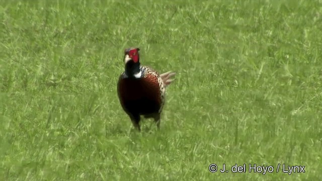 Ring-necked Pheasant - ML201354741