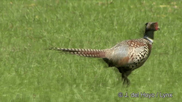 Ring-necked Pheasant - ML201354761