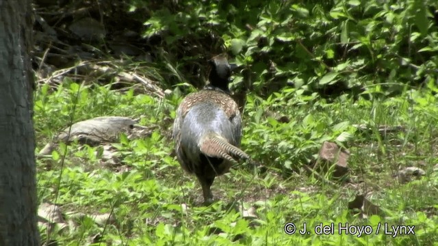 Ring-necked Pheasant - ML201354771