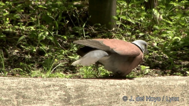 Red Collared-Dove - ML201354841