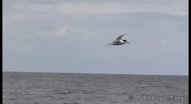 鳳頭燕鷗 - ML201354991