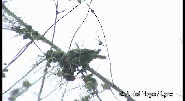 Coconut Lorikeet - ML201355131