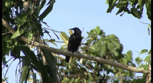 Brown-winged Starling - ML201355151