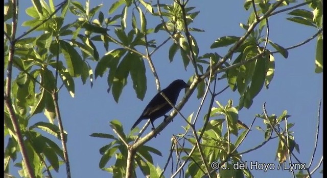  - Brown-winged Starling