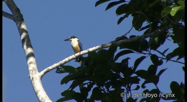 Melanesian Kingfisher - ML201355321