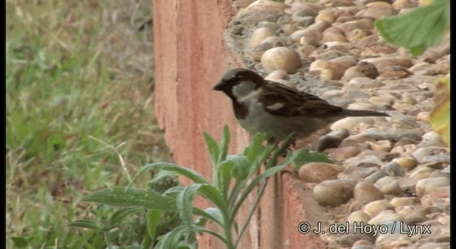 House Sparrow - ML201355411