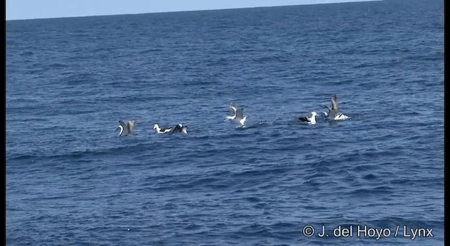 White-capped Albatross (cauta) - ML201355461