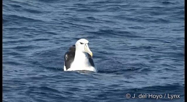White-capped Albatross (cauta) - ML201355481