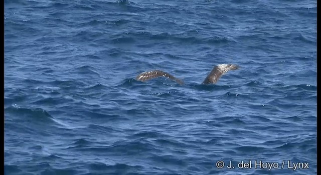 White-capped Albatross (cauta) - ML201355491