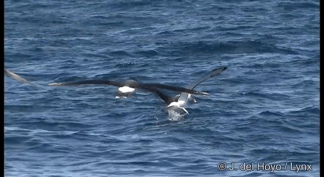 White-capped Albatross (cauta) - ML201355501