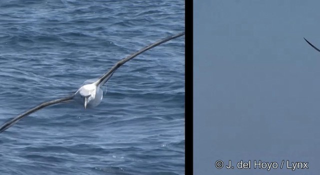 White-capped Albatross (cauta) - ML201355511