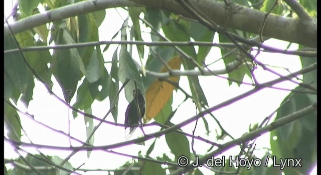 Rufous-tailed Hummingbird (Rufous-tailed) - ML201355531