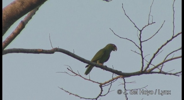 White-fronted Parrot - ML201355541