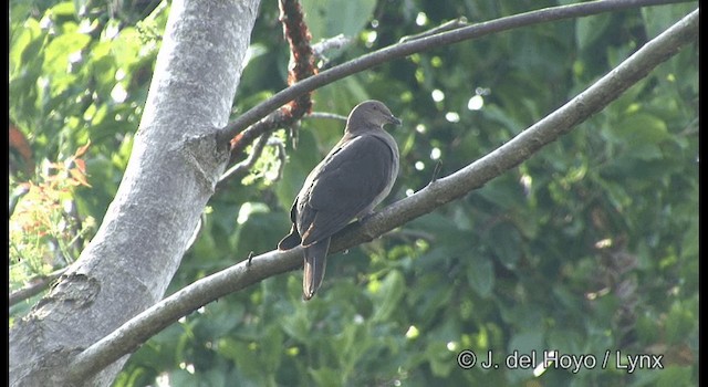holub krátkozobý - ML201355561