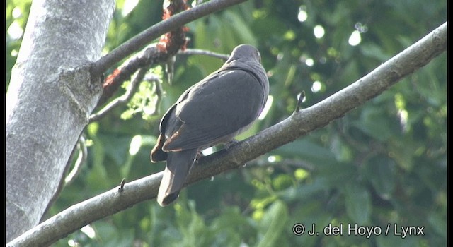 holub krátkozobý - ML201355571