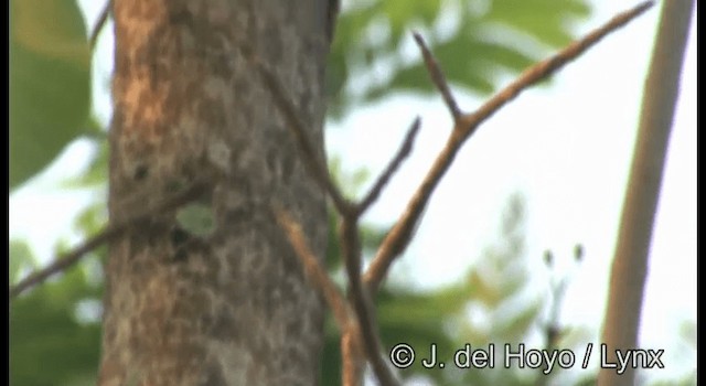 kilenebbtreløper (pectoralis gr.) - ML201355581