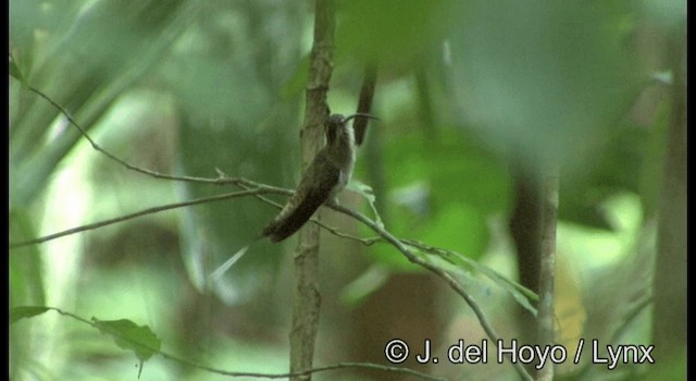 Long-billed Hermit (Central American) - ML201355631