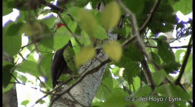 Pale-billed Woodpecker - ML201355791