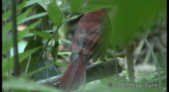 Red-throated Ant-Tanager (Salvin's) - ML201355821