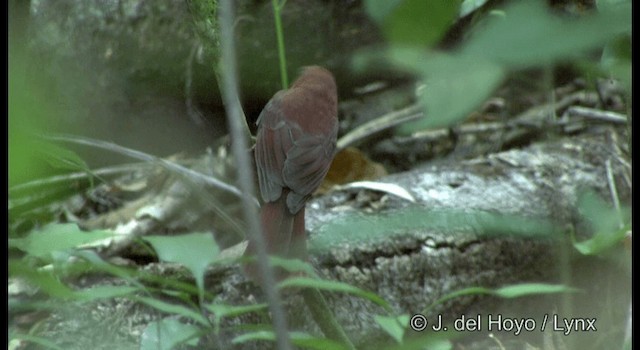 Red-throated Ant-Tanager (Salvin's) - ML201355831