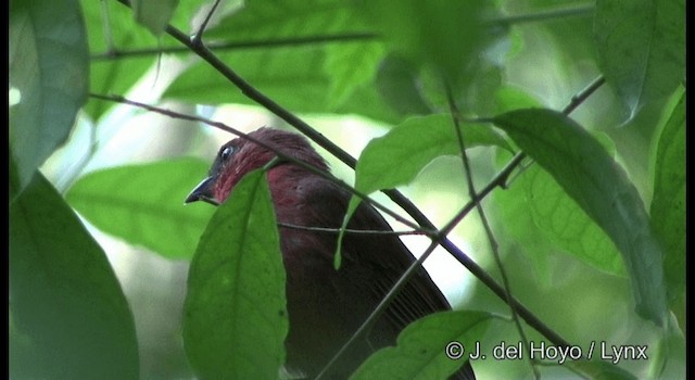 Red-throated Ant-Tanager (Salvin's) - ML201355841
