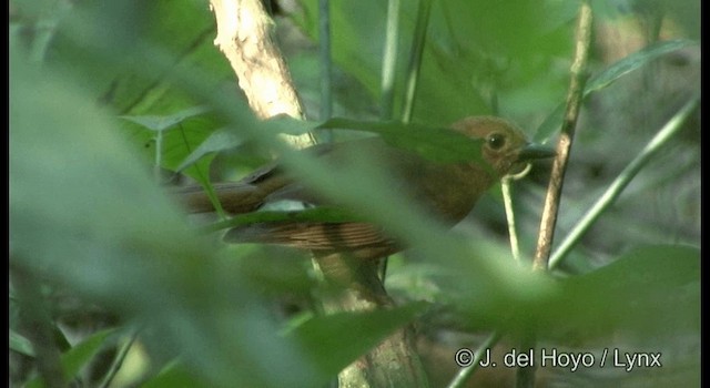 Red-throated Ant-Tanager (Salvin's) - ML201355851
