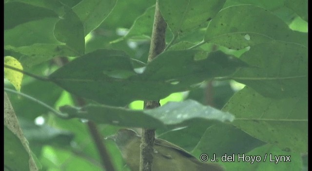 Tawny-crowned Greenlet (Tawny-crowned) - ML201355901