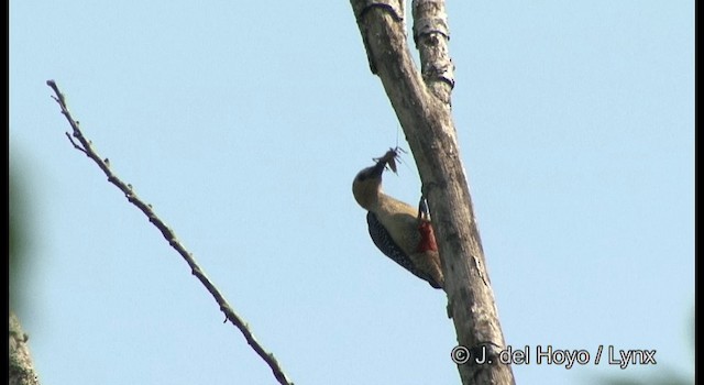 Golden-fronted Woodpecker (Velasquez's) - ML201355921