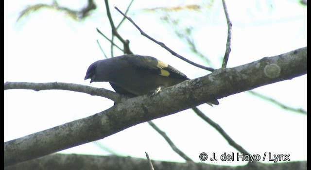 Yellow-winged Tanager - ML201355971