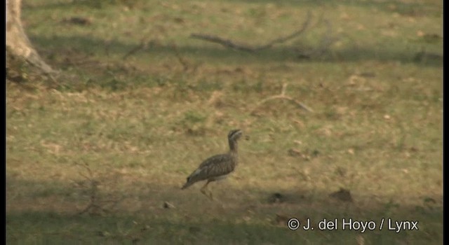 Double-striped Thick-knee - ML201355991