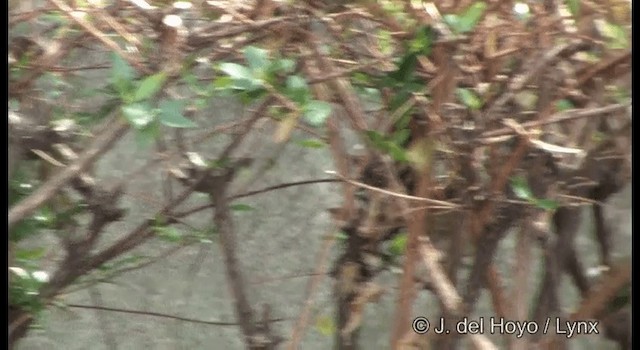 Japanese Bush Warbler - ML201356071