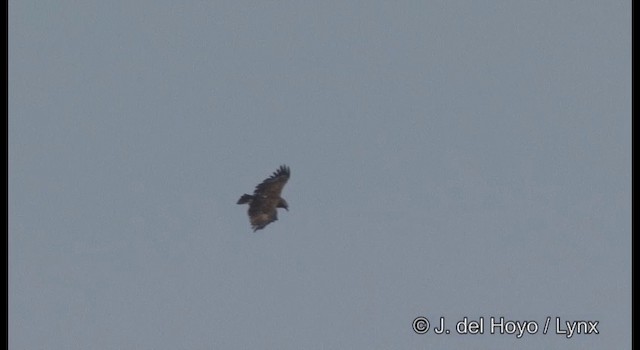 Greater Spotted Eagle - ML201356091