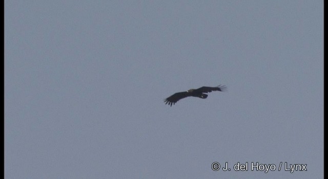 Greater Spotted Eagle - ML201356101