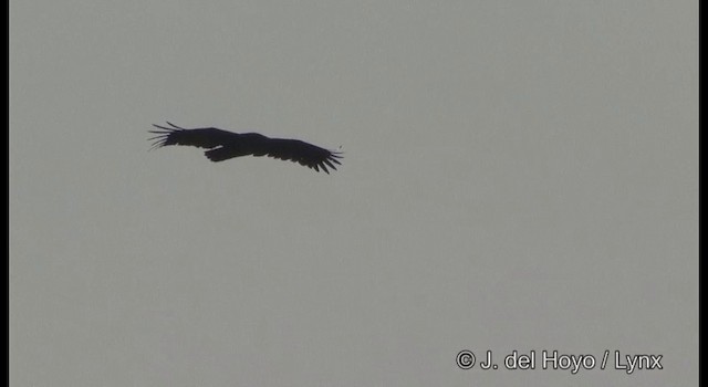 Greater Spotted Eagle - ML201356111