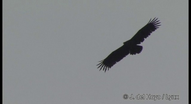 Greater Spotted Eagle - ML201356121