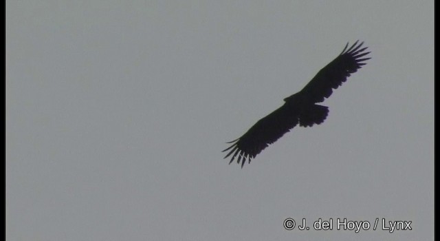  - Greater Spotted Eagle