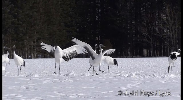 Red-crowned Crane - ML201356401