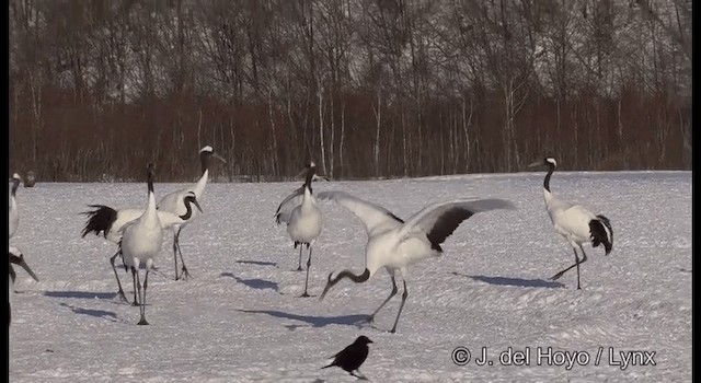 Red-crowned Crane - ML201356411