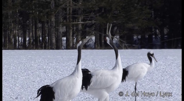 Red-crowned Crane - ML201356421
