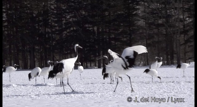 Red-crowned Crane - ML201356451