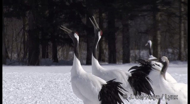 Red-crowned Crane - ML201356471