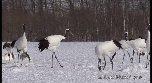 Red-crowned Crane - ML201356491