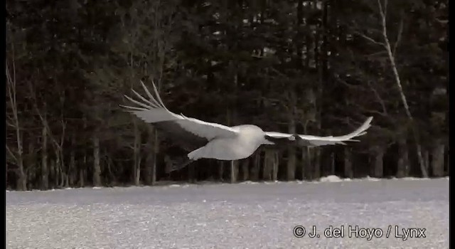 Red-crowned Crane - ML201356511