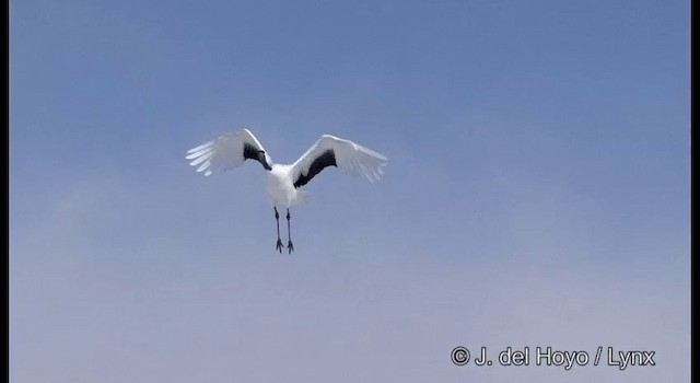 Red-crowned Crane - ML201356521